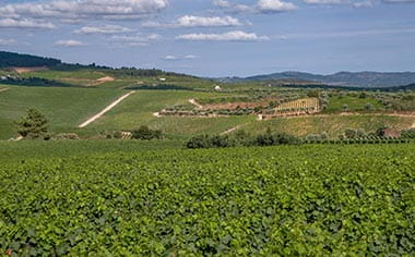 Vineyards in Favaios, Portugal